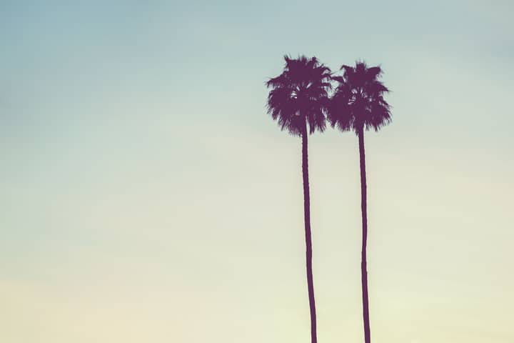 Silhouette of two palm trees against a pastel-hued sky, conveying tranquility.