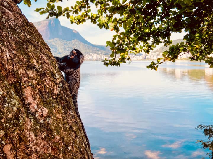 Side view of cute fluffy monkey ascending tree near calm lake in mountainous valley on sunny day