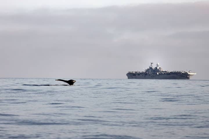 Humpback whale tail near a US Navy ship on a calm ocean day.