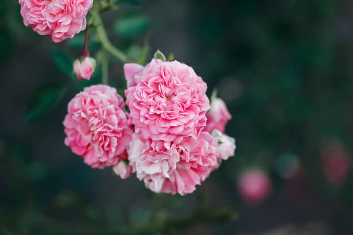 A delicate cluster of pink roses in full bloom, showcasing their intricate petals and vibrant beauty.