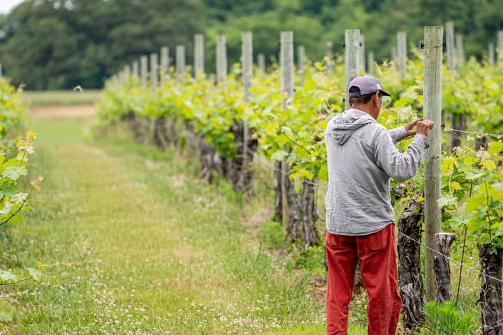 A man working in a vineyard tending to grapevines in North Carolina.