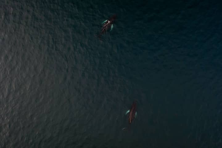 Drone shot capturing two humpback whales swimming in dark ocean waters.