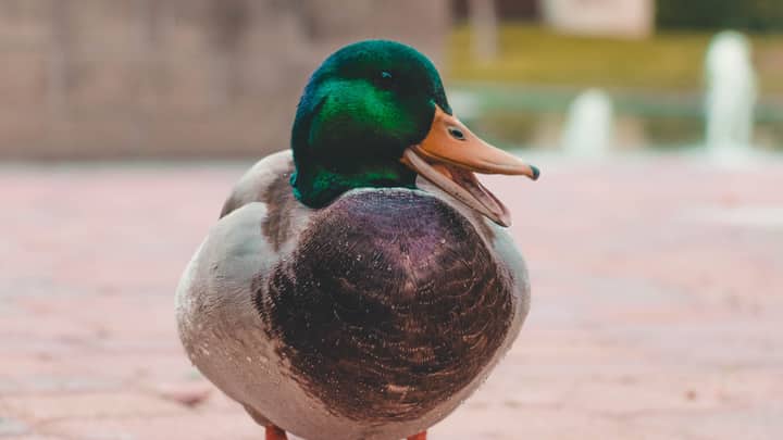 Vivid close-up of a mallard duck with vibrant plumage on a sunny day outdoors.