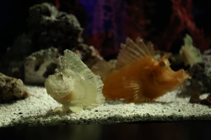 Close-up view of ornamental fish in a dark aquarium setting with pebble substrate and coral rocks.