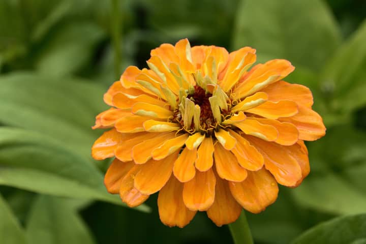Close-up of a vibrant orange zinnia flower in full bloom against lush green leaves.