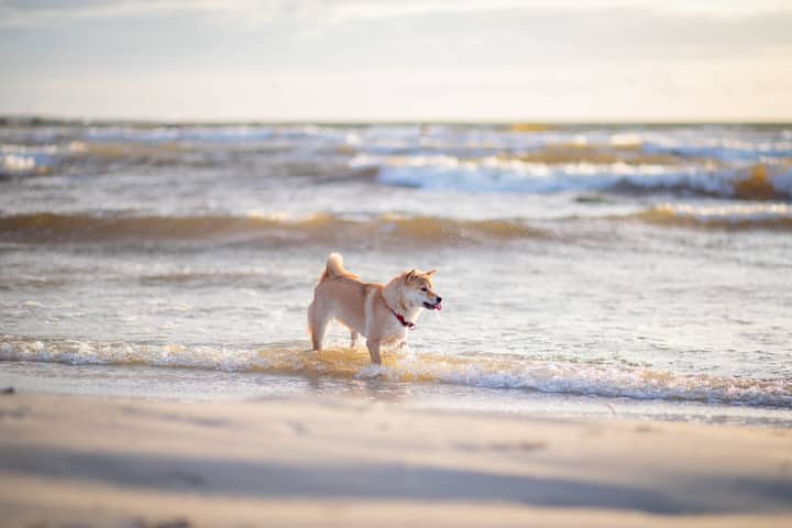 A Shiba Inu dog joyfully playing in the waves on a sunny beach.