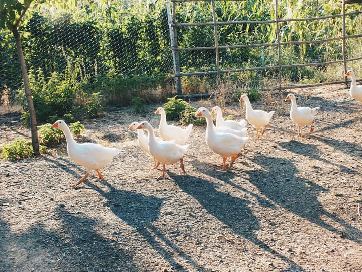 A group of white geese walking in a line outdoors on a sunny day. Perfect for nature and wildlife themes.