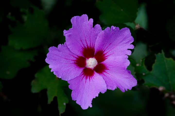 Close-up of a vibrant purple hibiscus flower with lush green leaves in the background.