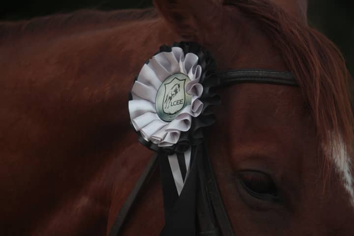 A horse sporting a white and black award ribbon, showcasing achievement.