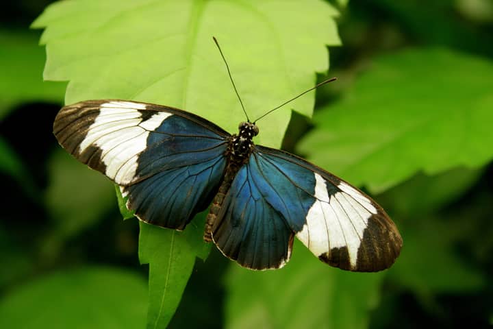 Close-up of a Sara Longwing butterfly with vibrant colors perched on a green leaf.