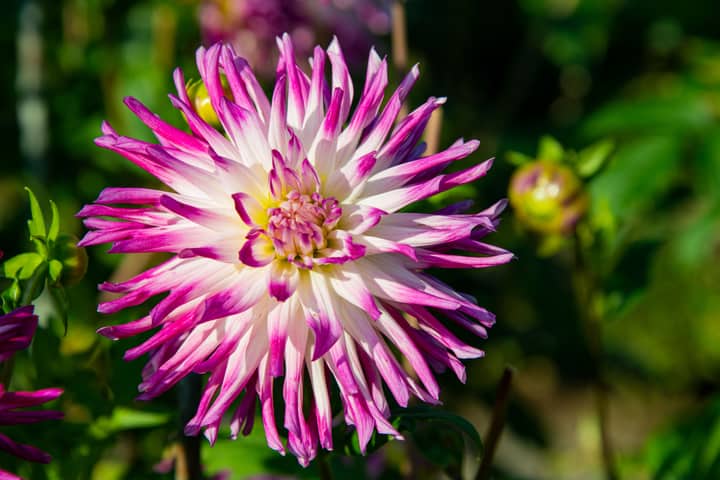 Close-up photo of a vibrant pink and white dahlia bloom, showcasing its striking petals.
